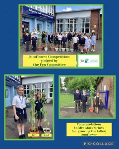 Sunflower Competition Yr 1-7 Eco -Schools Committee 