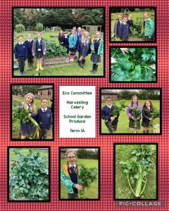 Eco Committee : Harvesting Celery in our School Garden : Term 1A