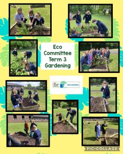 Eco Committee Term 3: Gardening in our spacious school grounds