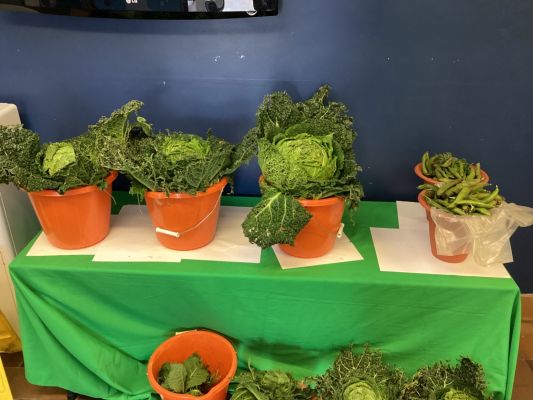 Eco Committee Harvest of cabbage and broad beans ready to taste! Term 1A.